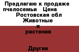 Предлагаю к продаже  пчелосемьи › Цена ­ 3 500 - Ростовская обл. Животные и растения » Другие животные   